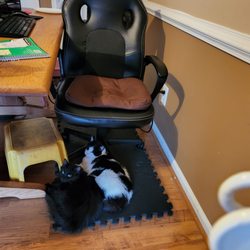 Fauquier SPCA - Yamato and Meadow waiting for me to come to work. :) They are best buddies and know my routines already.