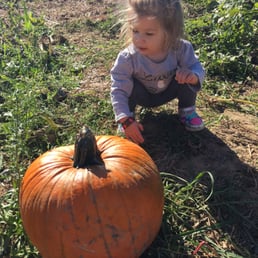 Pumpkin patch Pumpkin patch