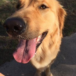 Happy dog Happy dog