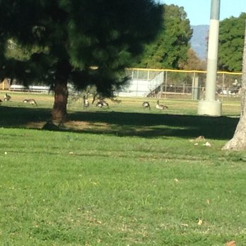 Reseda Park - geese - Parks Near Me - Reseda, California