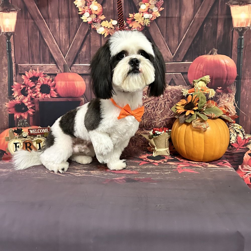 Heavenly Paws - Pet Groomers Near Me - Upland, California