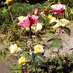 Piet Meinen Blumenshop