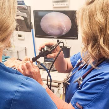 Dynamite Animal Hospital - Ear video scope - Veterinarians Near Me - Scottsdale, Arizona