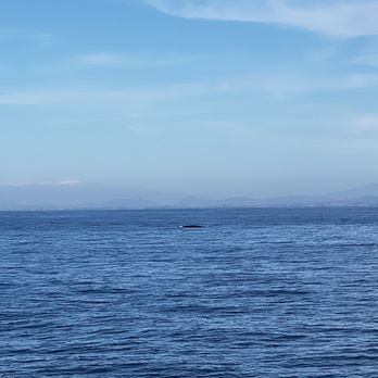 Tailwalker Whale & Dolphin Adventures - Fin of one of the fin whales - Whale Watching Tours Near Me - San Diego, California Tailwalker Whale & Dolphin Adventures - Fin of one of the fin whales - Whale Watching Tours Near Me - San Diego, California