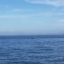 Tailwalker Whale & Dolphin Adventures - Fin of one of the fin whales
