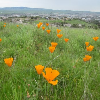 Preserve Trail - 4/1/19 Calif Poppies - yay! - Hiking Near Me - Pleasanton, California