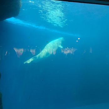 Shedd Aquarium - Beluga tank - Aquariums Near Me - Chicago, Illinois