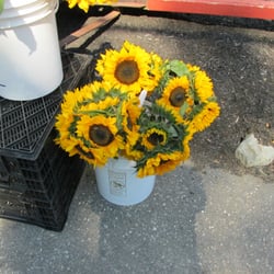 The Harvest Wagon - Fields of sunflowers.
