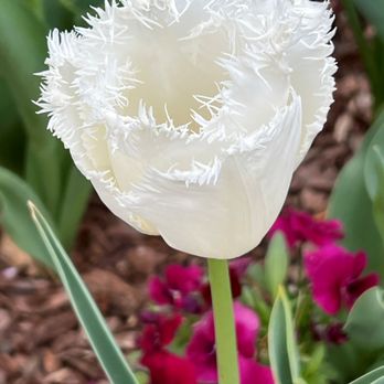 Stadler Nurseries - Nurseries & Gardening Near Me - Gaithersburg, Maryland