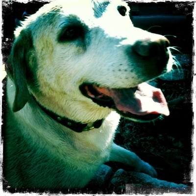 imogene + willie by null imogene + willie by null