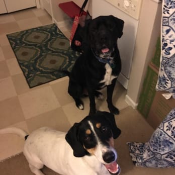 Off Road Paws - Picture of my happy pups that Off Road Paws sent me while I was away. So happy to see their faces! - Dog Walkers Near Me Off Road Paws - Picture of my happy pups that Off Road Paws sent me while I was away. So happy to see their faces! - Dog Walkers Near Me