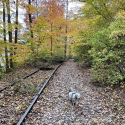 Lake Roland - Dog friendly!