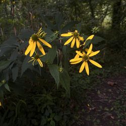 Large area near the water that has a ton of these