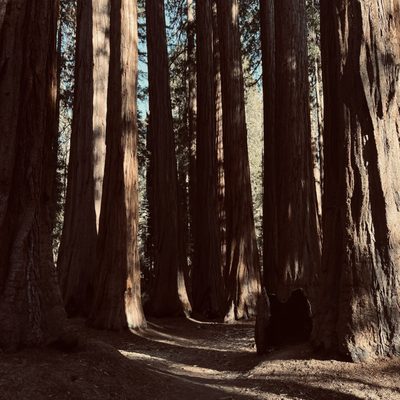 Sequoia National Forest by null