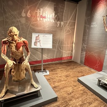 Real Bodies - Museums Near Me - Las Vegas, Nevada Real Bodies - Museums Near Me - Las Vegas, Nevada
