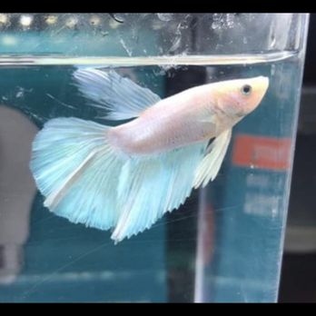 River’s Betta Rescue - Adopted betta - Pet Adoption Near Me River’s Betta Rescue - Adopted betta - Pet Adoption Near Me