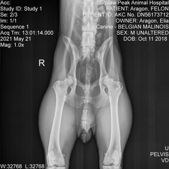 Von Riesig Kennel - His X-rays when he was 2. He was diagnosed with moderate hip dysplasia. At 2 years old. Not environmental. This is genetic. - Pet Breeders Near Me Von Riesig Kennel - His X-rays when he was 2. He was diagnosed with moderate hip dysplasia. At 2 years old. Not environmental. This is genetic. - Pet Breeders Near Me