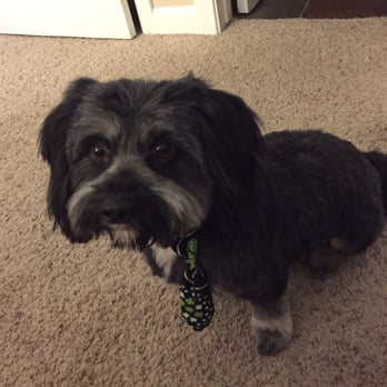 Aggies Grooming Shop - She included a little tie with the grooming as well! - Pet Groomers Near Me - Simi Valley, California Aggies Grooming Shop - She included a little tie with the grooming as well! - Pet Groomers Near Me - Simi Valley, California