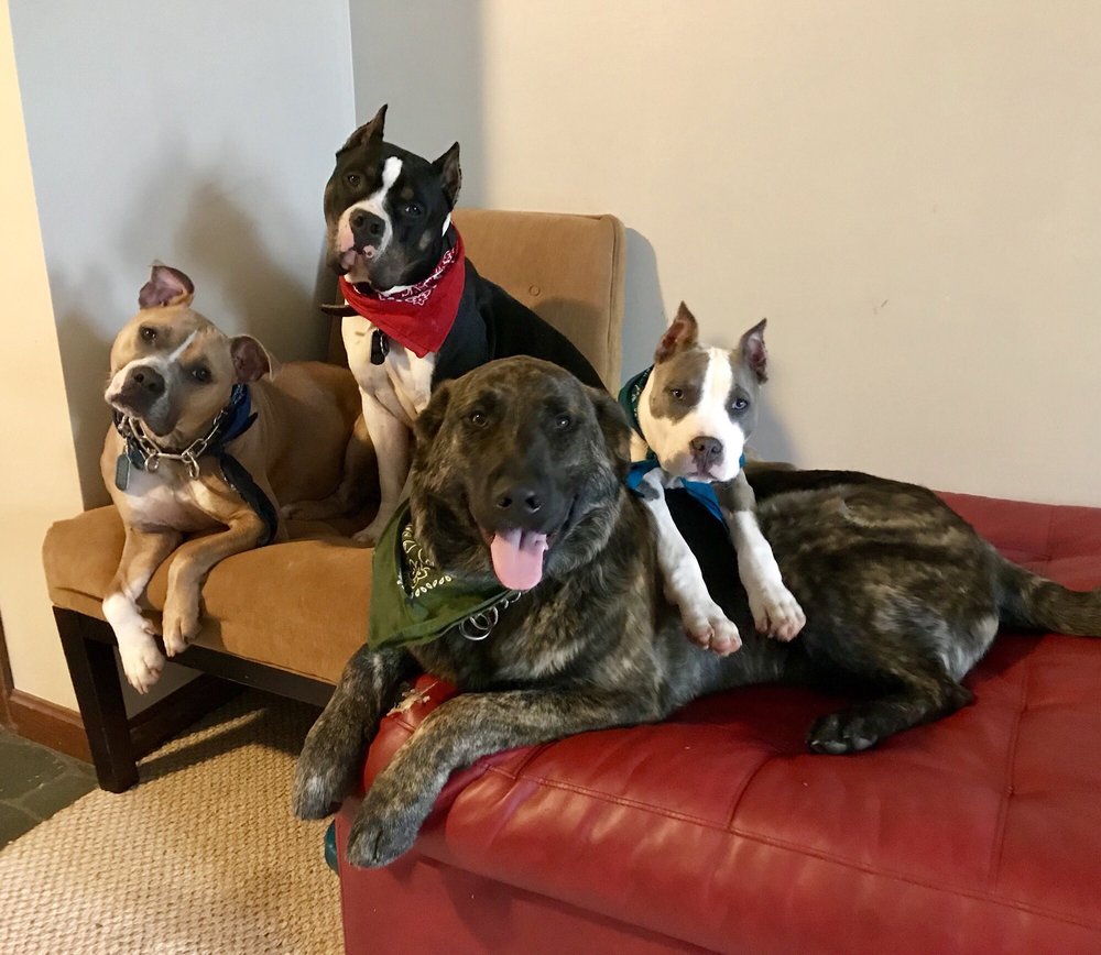 MOUNTAIN VIEW PET LODGE Pet Boarding 230 Thrasher Ln, Jasper, GA