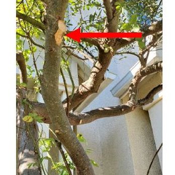 A Plus Tree - From an independent arborist's report about the damage done to our tree by A Plus Tree (Vallejo, CA) during its trespass. - The image depicts a tree with several branches, some of which are damaged or cut. Two red arrows point to specific damaged areas on the branches, highlighting the damage. The background includes a building wall and some foliage, and the photo appears to be taken outdoors during daylight. The image is labeled as unauthorized pruning damage from 2023. - Tree Services Near Me - Murray, Utah