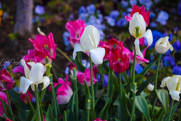 Temple Square by null