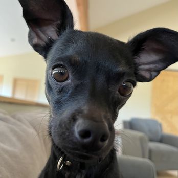 Urban Hound - Pet Groomers Near Me - Reno, Nevada