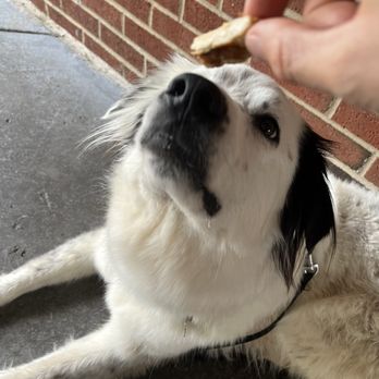 Craft Public House - Wynonna, patiently waiting for her chimken - Sports Bars Near Me - Cary, North Carolina