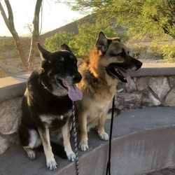 Happy, healthy pups