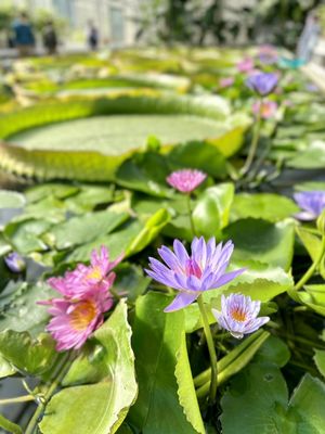 Oniishi Bozu Jigoku by null