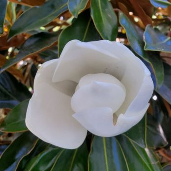 Active Culture - Beautiful scenery - Cafes Near Me - Long Beach, California