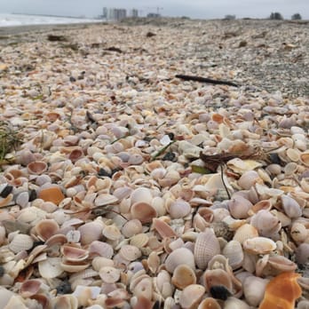 Sheraton - Seashell heaven! - Resorts Near Me - Clearwater Beach, Florida