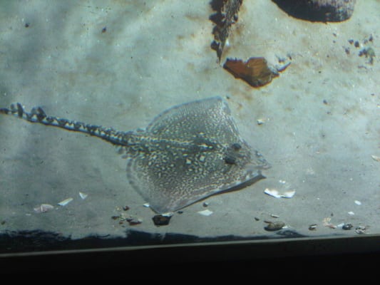 Aquarium GEOMAR by null
