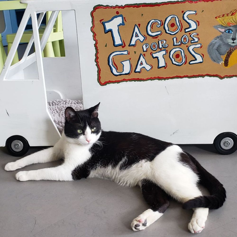 Cat Town - Animal Shelters Near Me - Oakland, California Cat Town - Animal Shelters Near Me - Oakland, California