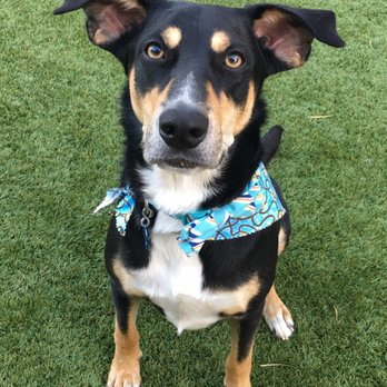 Meadows Pet Care - Pet Groomers Near Me - San Marcos, California Meadows Pet Care - Pet Groomers Near Me - San Marcos, California