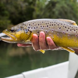 Deep South Fly Anglers