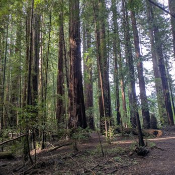 Hendy Woods State Park - Parks Near Me - Philo, California