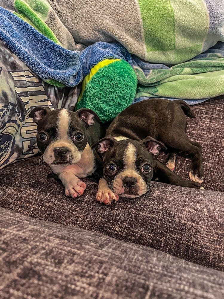 PARKER COUNTY VETERINARY HOSPITAL 10 Photos 1724 Blair Dr