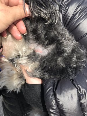 Bergen Passaic Animal Hospital 541 Westminster Pl Lodi Nj Veterinarians Mapquest