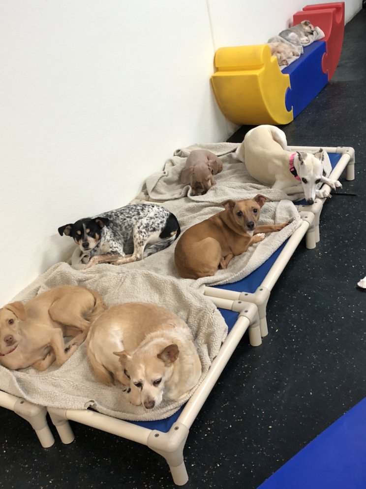 DOWNTOWN DOGS 86 Photos & 175 Reviews Pet Training 734 S 1st St