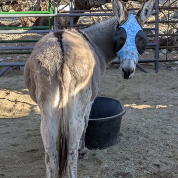 Forever Home Donkey Rescue and Sanctuary - Animal Shelters Near Me - Benson, Arizona