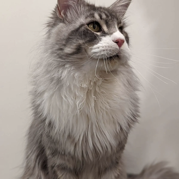 Slow Blink Maine Coons - Pet Breeders Near Me Slow Blink Maine Coons - Pet Breeders Near Me