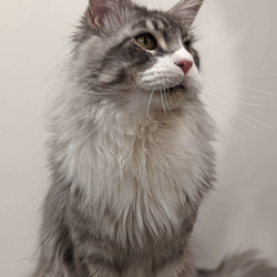 Slow Blink Maine Coons