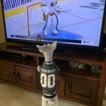 PetSmart - Go Knights! - Pet Groomers Near Me - Las Vegas, Nevada PetSmart - Go Knights! - Pet Groomers Near Me - Las Vegas, Nevada