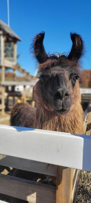 Wiard's Orchard Country Store by null