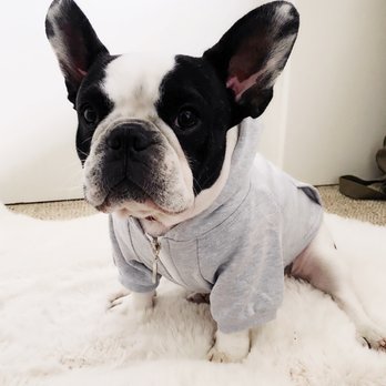 Bubba's Hug A Pug Rescue - He is the best!! - Community Service/Non-Profit Near Me