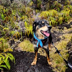 Kaumana Trail
