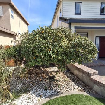 Olive Tree Landscape - Landscaping Near Me Olive Tree Landscape - Landscaping Near Me