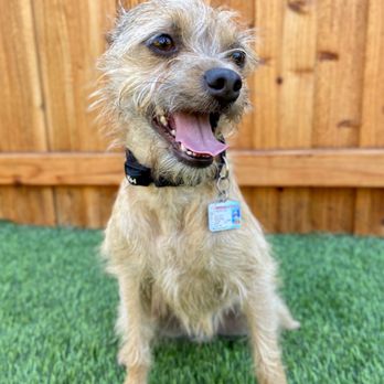 Crafty Canine Club - Ellis loves his boarding time at Crafty Canine Club. - Pet Training Near Me - Poway, California