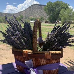 Purple Adobe Lavender Farm - More lavender