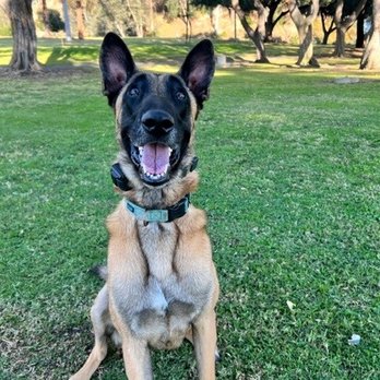 Curious K9 - Pet Training Near Me Curious K9 - Pet Training Near Me